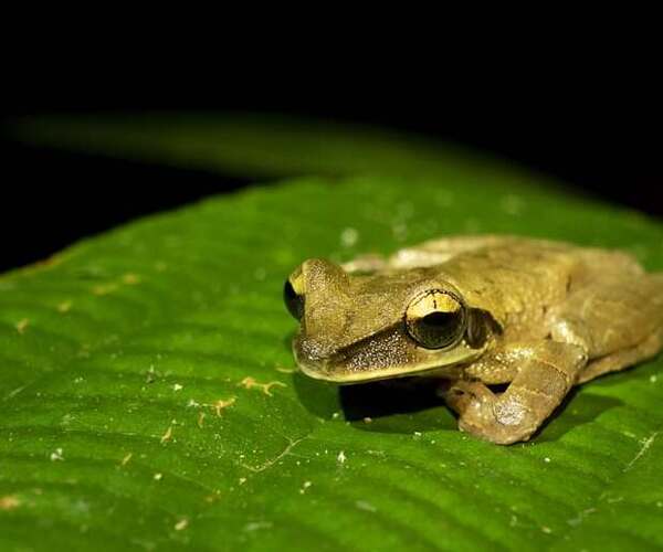 The Wonders of Amazonian Wildlife: A Journey into the Heart of Earth's Biodiversity